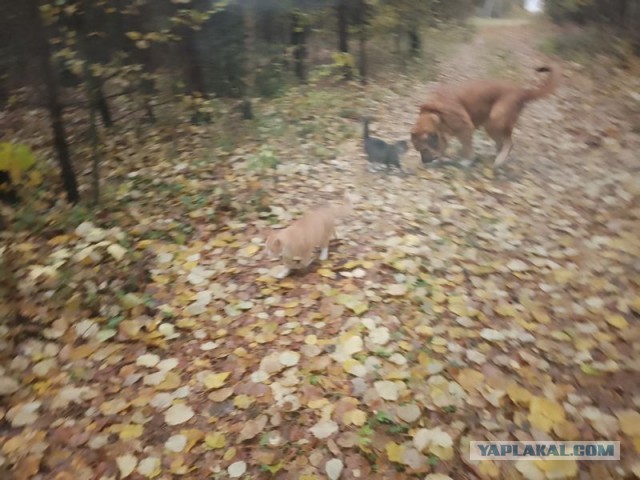 Жизнь домашнего приюта для котеек 562