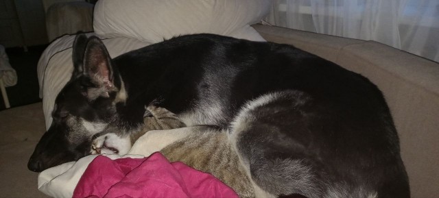 Загадка к котовторнику - найди кота.