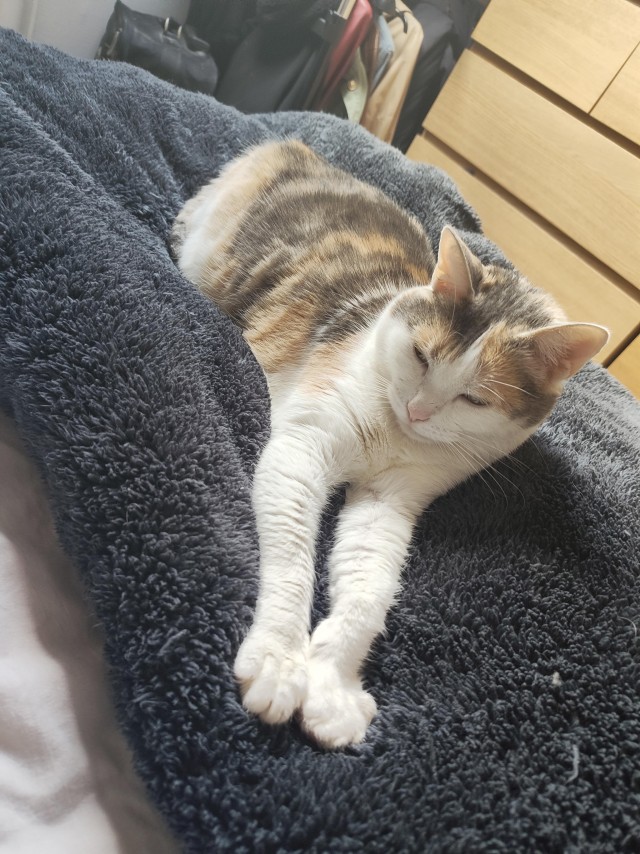 Рандомных фото котов тред