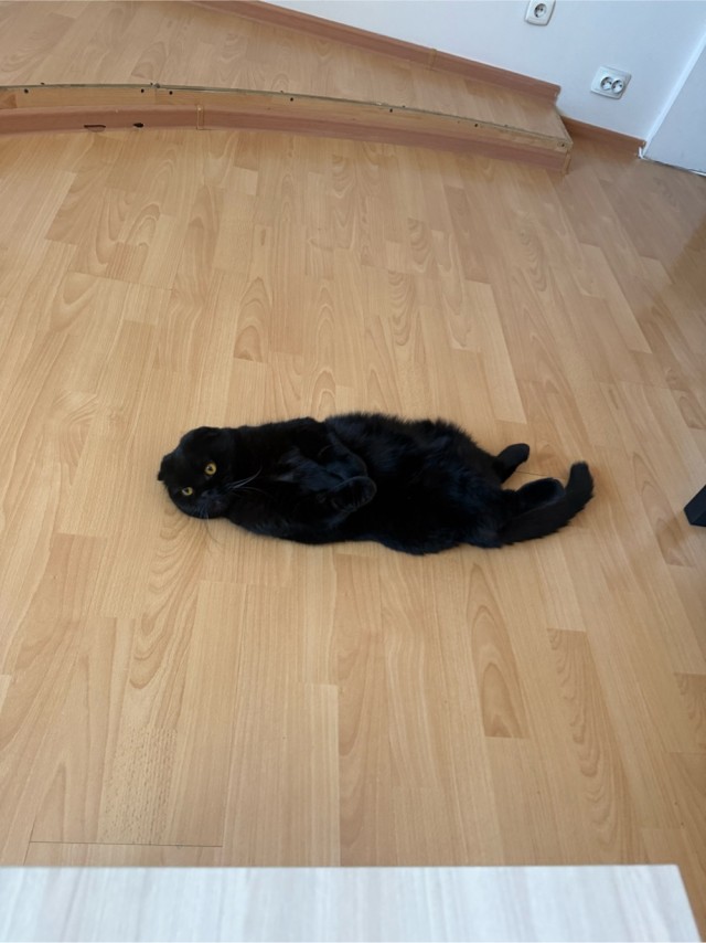 Кот плохо переносит жару