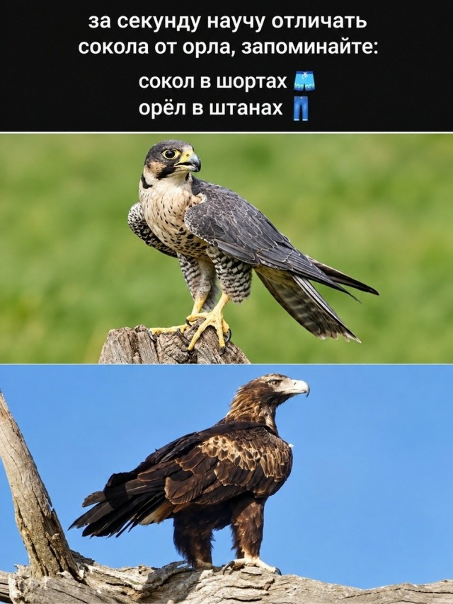Так себе картинки 12.10.26
