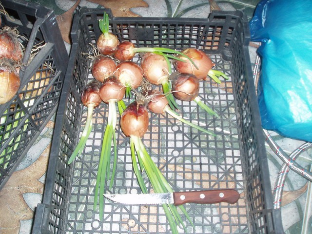 Зеленый лук.