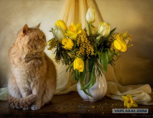 Котовторник 27.5.2014