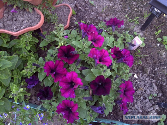 Деревенская Америка