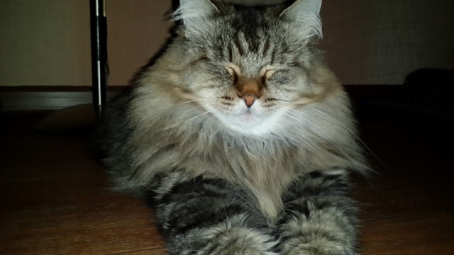 Котовторник 15.07.2014.