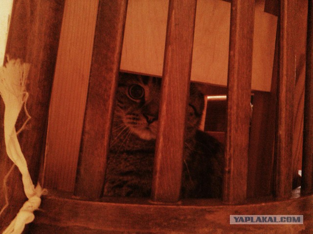 Котовторник 11.11.2014