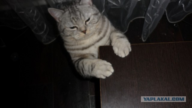 Котовторник 2.12.14