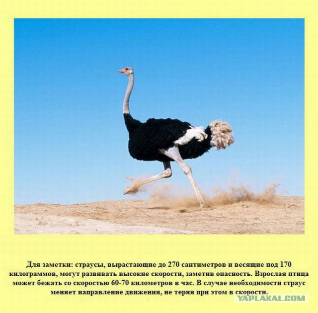 20 фактов обо всем