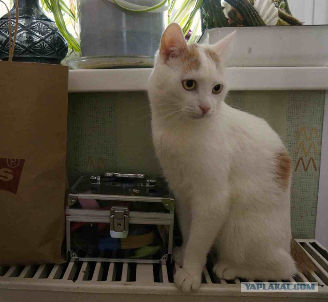 Котовторник 31.03.2015