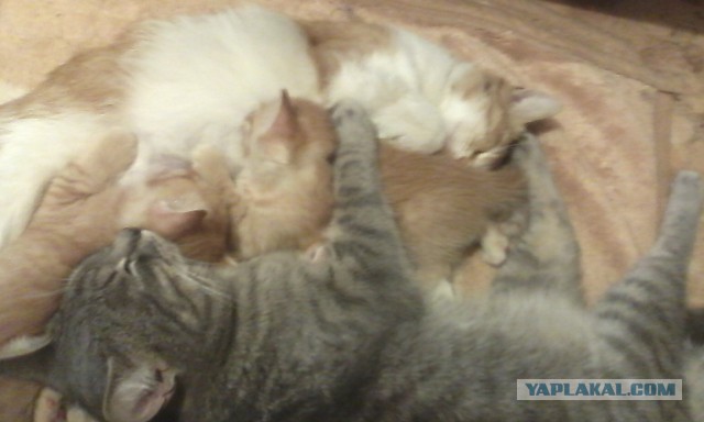 Котовторник