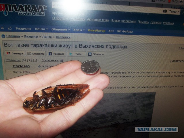 Вот такие таракашки живут в Выхинских подвалах
