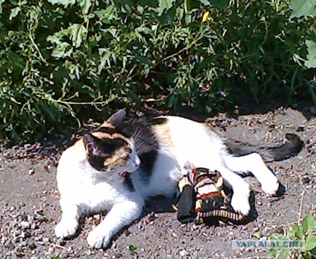 Котовторник 18.08.2015