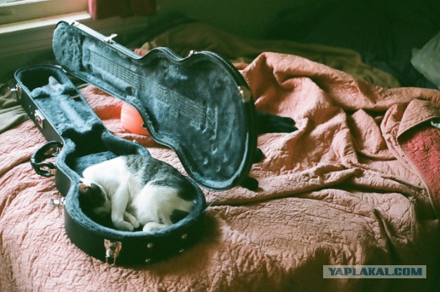 Как спят кошки....