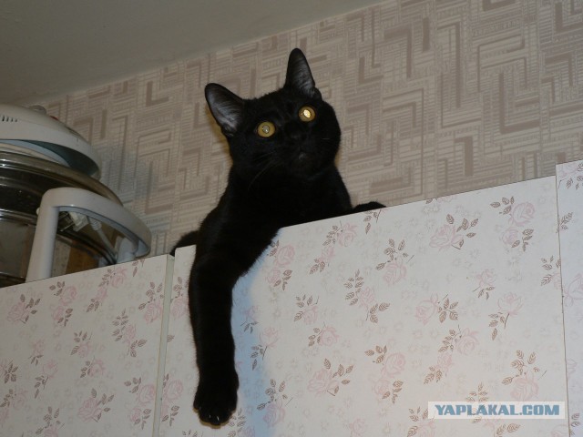 Котовторник 24.11.2015