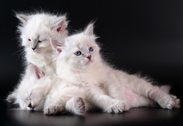 Коты, кошки, котята