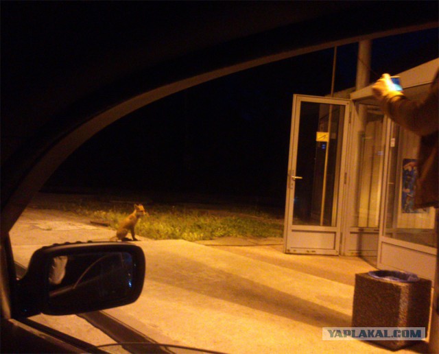 Наглая, рыжая морда.