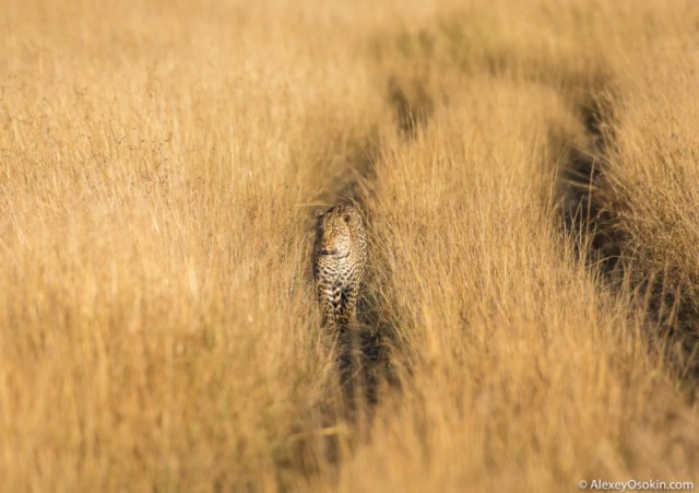 Леопардик Поли