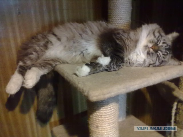 Котовторник 21.06.16