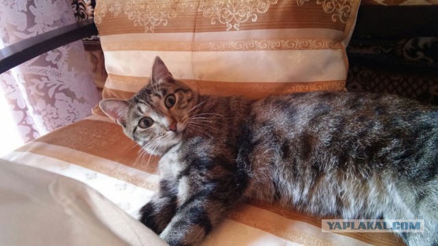 Ваши фотки котов на телефон