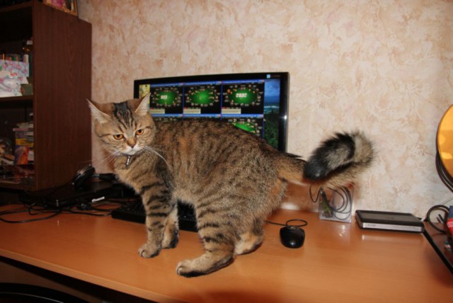 Коты из сети