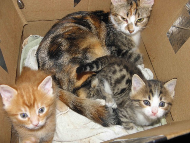Кошка защищает котенка от кошмара.