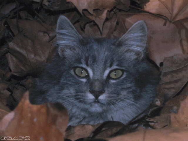 Коты из сети