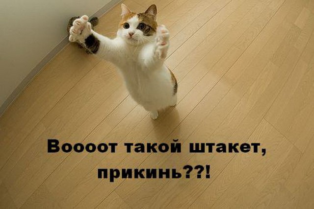 Коты из сети