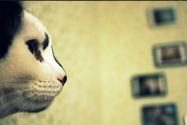 Коты и Кошки