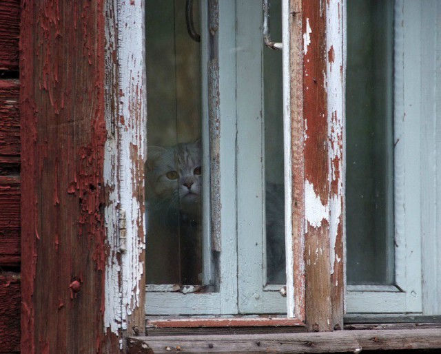 Коты и Кошки