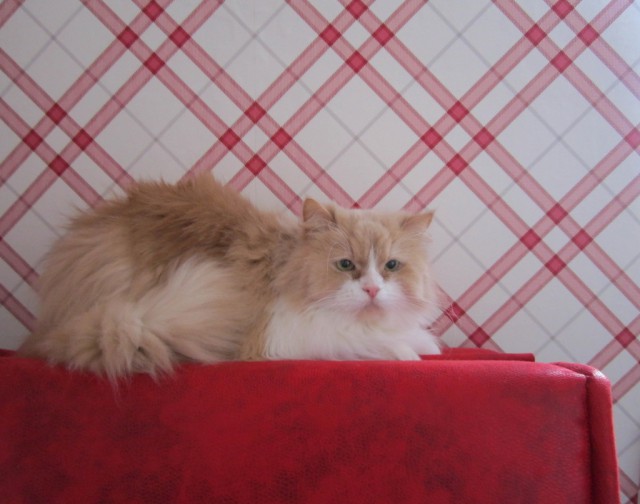 Котовторник 18.04.2017