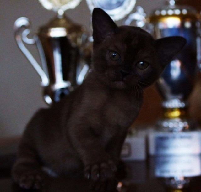 Коты и Кошки