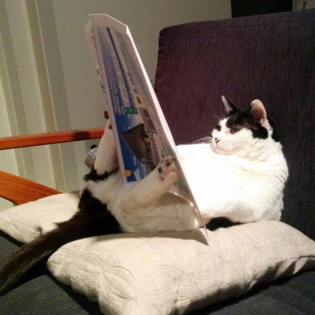 Коты и Кошки