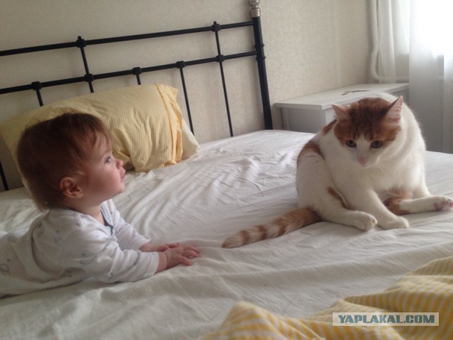 Котовторник