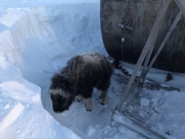 На Чукотке телёнок овцебыка заблудился в полярной ночи. Люди отвели его в тундру, но… вскоре их ждал сюрприз