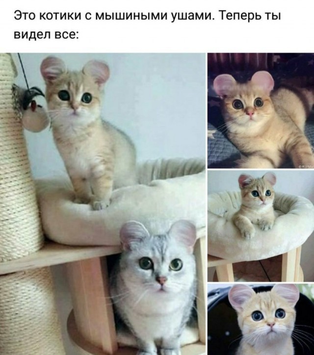 Прикольных котов пост
