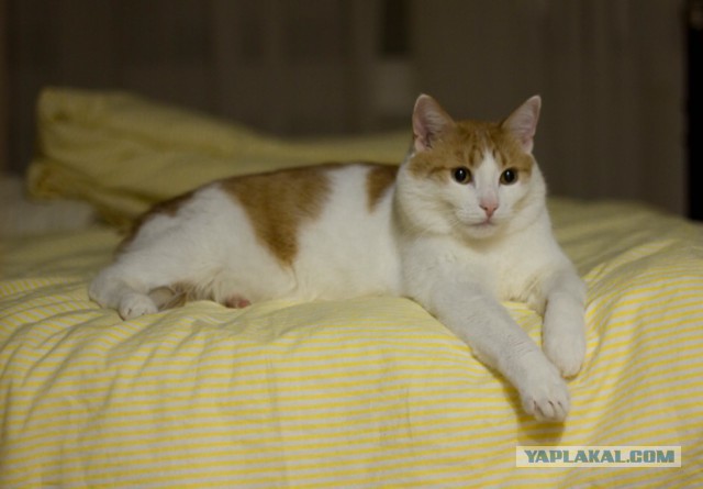 Котовторник 20.02.18