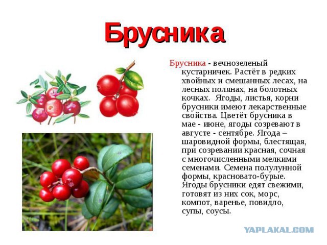 Как на самом деле растёт и выглядит еда перед тем, как попасть на полки супермаркетов