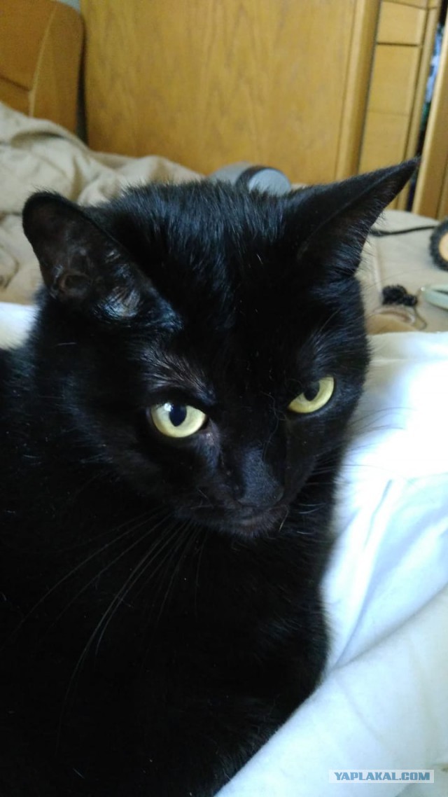 Котовторник 29.5.18