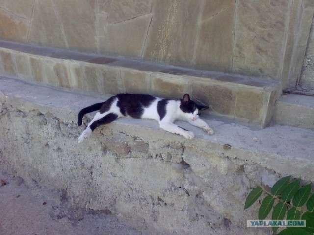 Котовторник  на  ЯПлакалъ