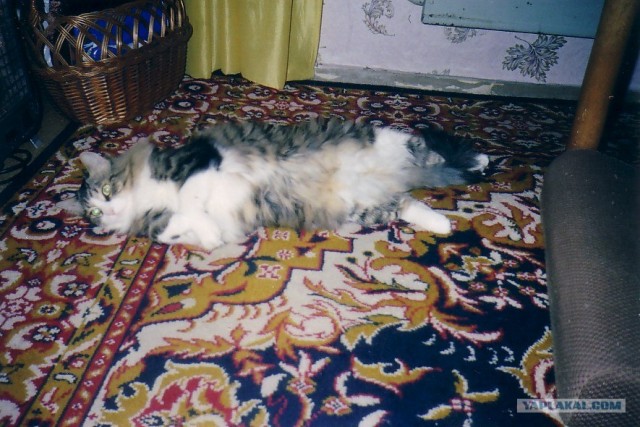 Котовторник  на  ЯПлакалъ