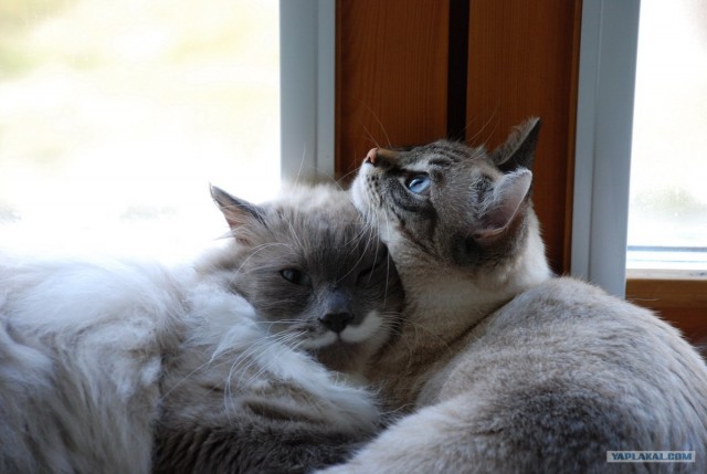 Котовторник на ЯПлакалъ