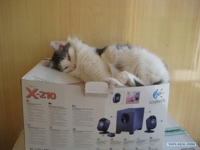 Котовторник на ЯПе (21.04.2009)