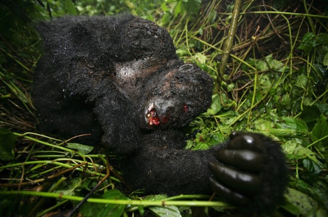 Убийство в Национальном парке Virunga (+18)