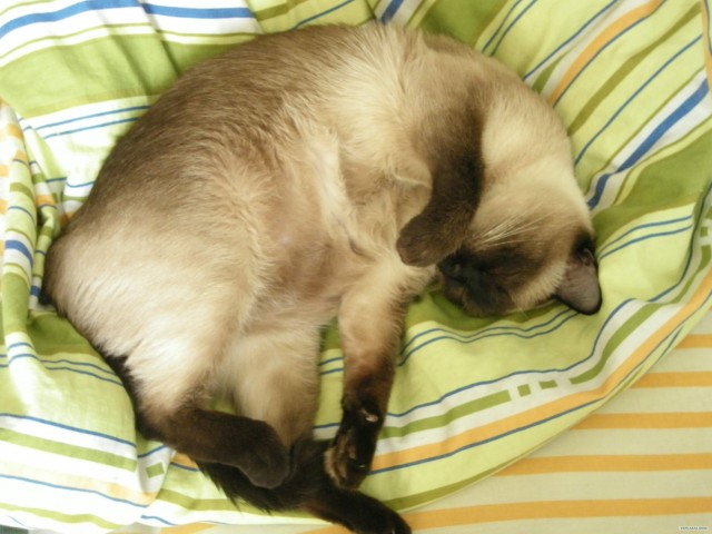 Котовторник с Максом
