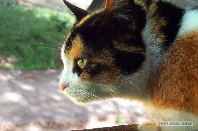 Котовторник так котовторник!
