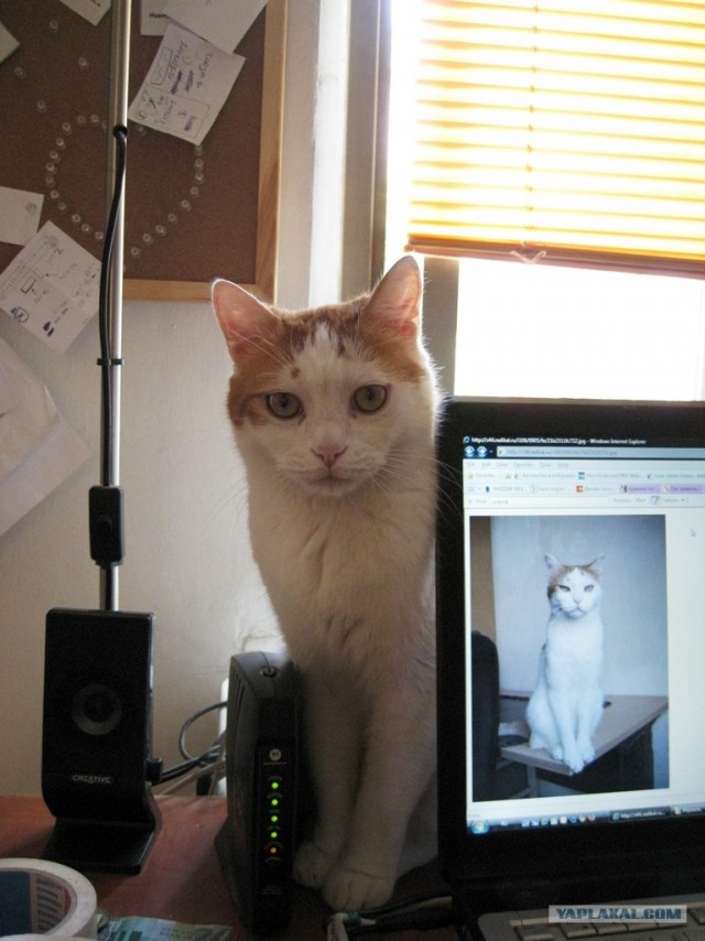 Котовторник 27.12.11