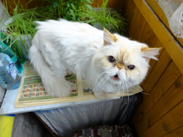 Котовторник (24. 01. 2012 )