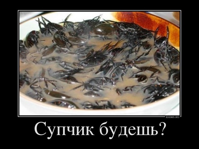 Блюдо дня