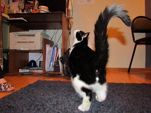 Котовторник (14.02.2012)