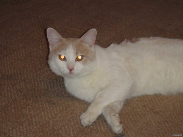 КОТОВТОРНИК (6.03.2012)